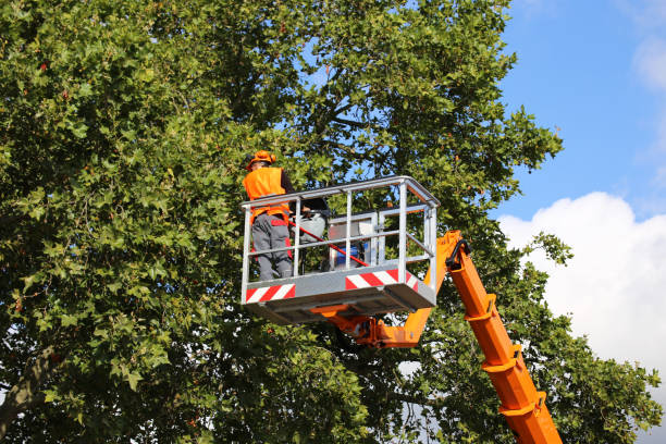 Tree Health Inspection in Glenwood City, WI